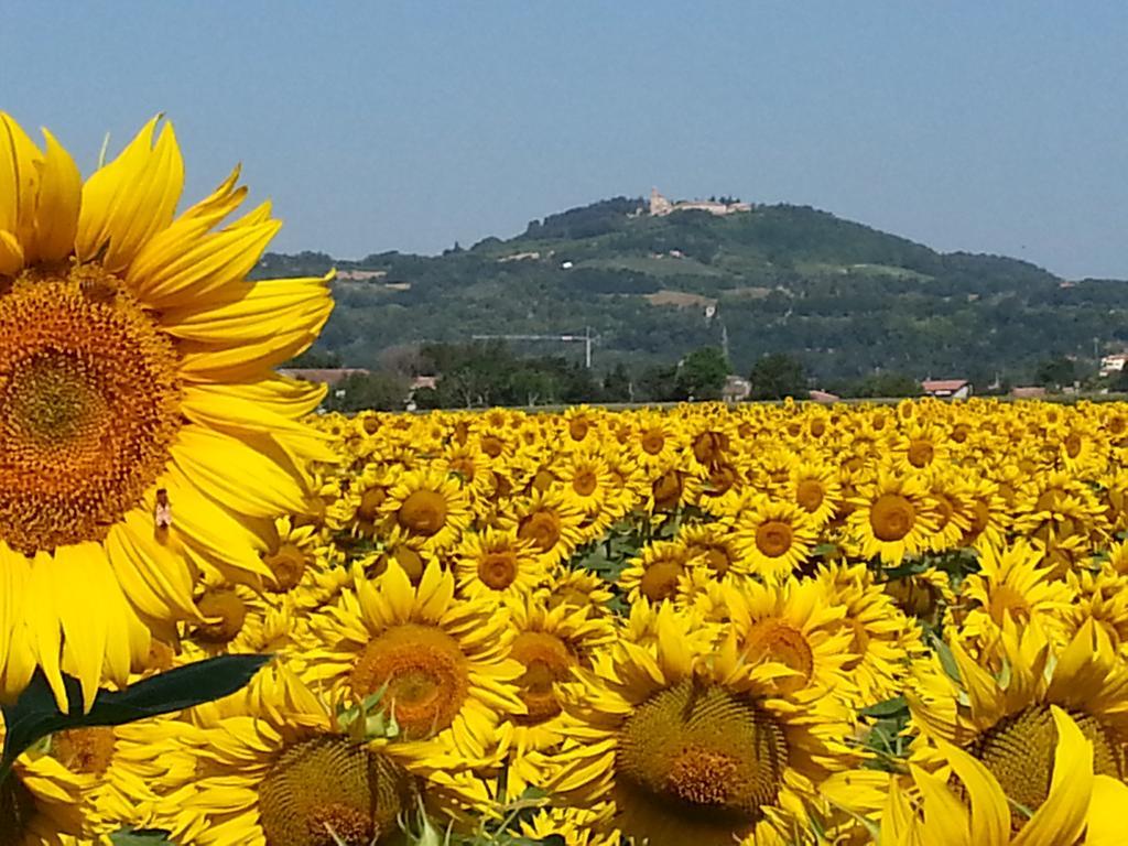 Bed and Breakfast Al Villino Del Sole Fano Exterior foto